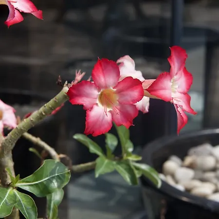 Eco Maison Entiere Avec Terrasse Dans Jardin Potager Piscine Parking Dom wakacyjny