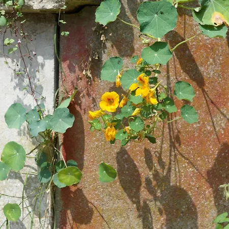 Holiday home Eco Maison Entiere Avec Terrasse Dans Jardin Potager Piscine Parking *