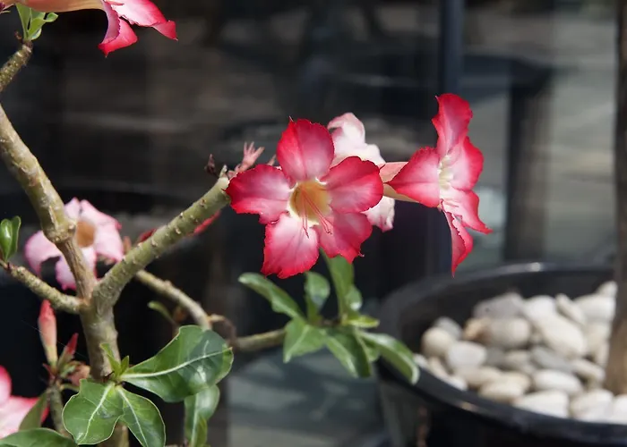 Eco Maison Entiere Avec Terrasse Dans Jardin Potager Piscine Parking 度假居